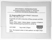 Geopora pellita image